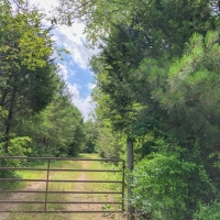 642 Acres &nbsp; Hwy 21 &nbsp; Tract 1195 images 6