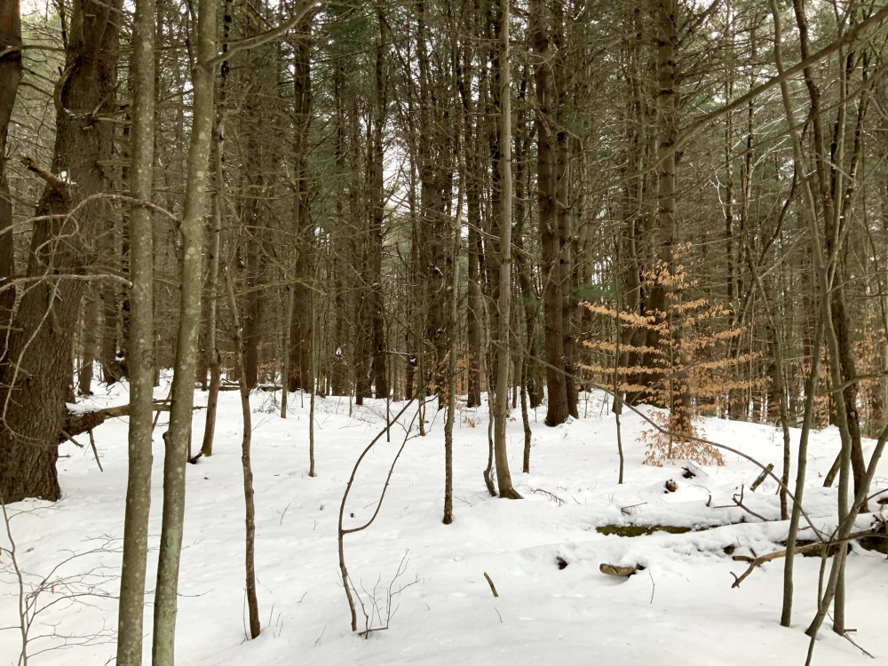 14 acre Wooded Hunting Land Amboy NY featured image
