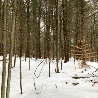 14 acre Wooded Hunting Land Amboy NY