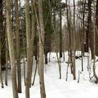 14 acre Wooded Hunting Land Amboy NY images 3