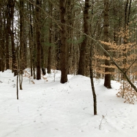 14 acre Wooded Hunting Land Amboy NY images 2