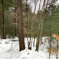 14 acre Wooded Hunting Land Amboy NY images 6