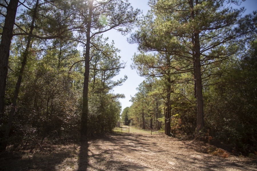 410 Acres &nbsp; CR 3585 &nbsp; Tract 8 featured image