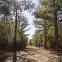 410 Acres &nbsp; CR 3585 &nbsp; Tract 8