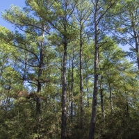 410 Acres &nbsp; CR 3585 &nbsp; Tract 8 images 6