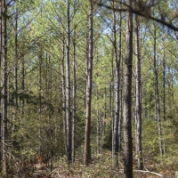 931 Acres &nbsp; FM 230 &nbsp; Tract 7 images 3