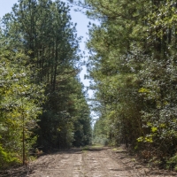 931 Acres &nbsp; FM 230 &nbsp; Tract 7 images 6