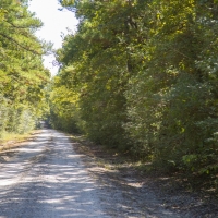 185 Acres &nbsp; Bo Brown Rd &nbsp; Tract 5 images 4