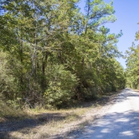 185 Acres &nbsp; Bo Brown Rd &nbsp; Tract 5 images 5