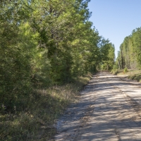 185 Acres &nbsp; Bo Brown Rd &nbsp; Tract 5 images 6