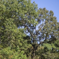 185 Acres &nbsp; Bo Brown Rd &nbsp; Tract 4 images 6