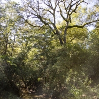2560 Acres &nbsp; FM 230 Bo Brown Rd CR 3585 &nbsp; Tract 9 images 3
