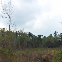 48 Acres &nbsp; Hwy 62 images 3