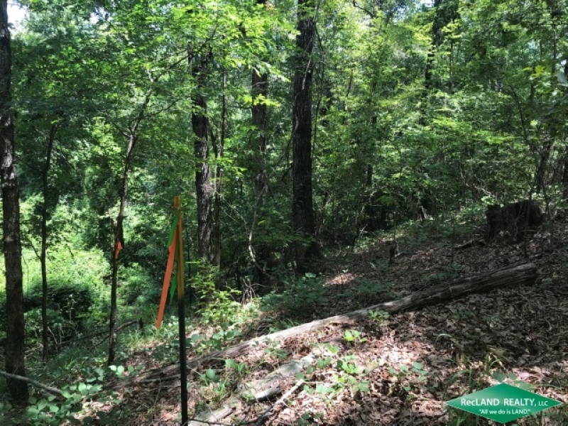 19.9 ac - Mixed Hardwood &nbsp; Pine Tract near Duty Ferry featured image