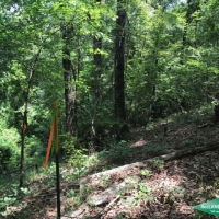 19.9 ac - Mixed Hardwood &nbsp; Pine Tract near Duty Ferry