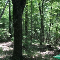 19.9 ac - Mixed Hardwood &nbsp; Pine Tract near Duty Ferry images 2