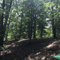 19.9 ac - Mixed Hardwood &nbsp; Pine Tract near Duty Ferry images 3