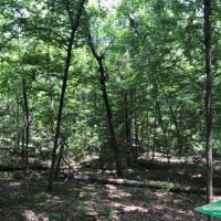 19.9 ac - Mixed Hardwood &nbsp; Pine Tract near Duty Ferry images 4