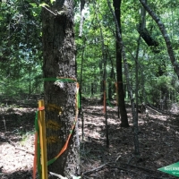 19.9 ac - Mixed Hardwood &nbsp; Pine Tract near Duty Ferry images 5