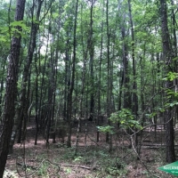 19.9 ac - Mixed Hardwood &nbsp; Pine Tract near Duty Ferry images 6