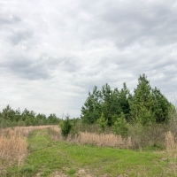 286 Acres &nbsp; CR 4308 &nbsp; Tract 1004 images 4