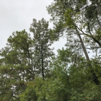 27 Acres &nbsp; SH 146 images 3