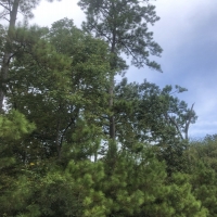 27 Acres &nbsp; SH 146 images 5