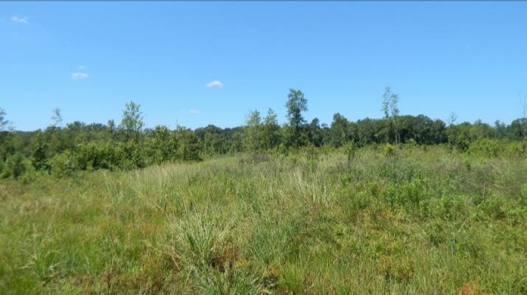 285 Acres in Kemper County in Scooba MS Hunting Land for Sale