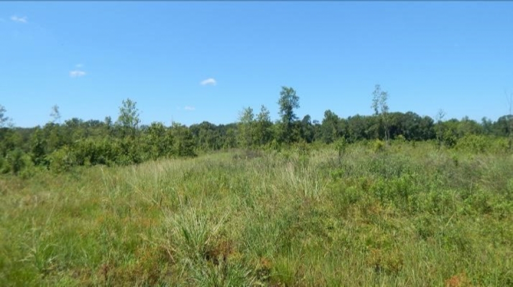285 Acres in Kemper County in Scooba MS Hunting Land for Sale
