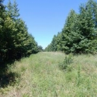 285 Acres in Kemper County in Scooba  MS images 5