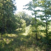285 Acres in Kemper County in Scooba  MS images 6