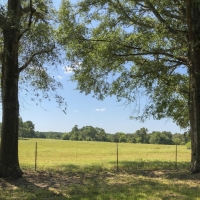 244 Acres &nbsp; The Old Homeplace images 3