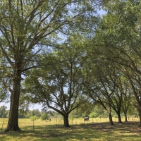 244 Acres &nbsp; The Old Homeplace images 5