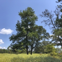 166 Acres &nbsp; FM 1911 images 4