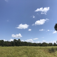 166 Acres &nbsp; FM 1911 images 5