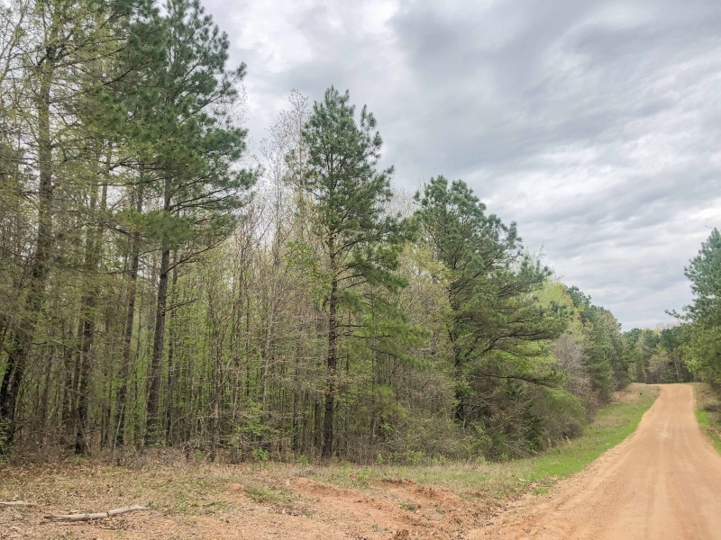 99 Acres &nbsp; CR 4308 &nbsp; Tract 1004 featured image