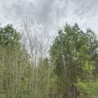 99 Acres &nbsp; CR 4308 &nbsp; Tract 1004 images 2