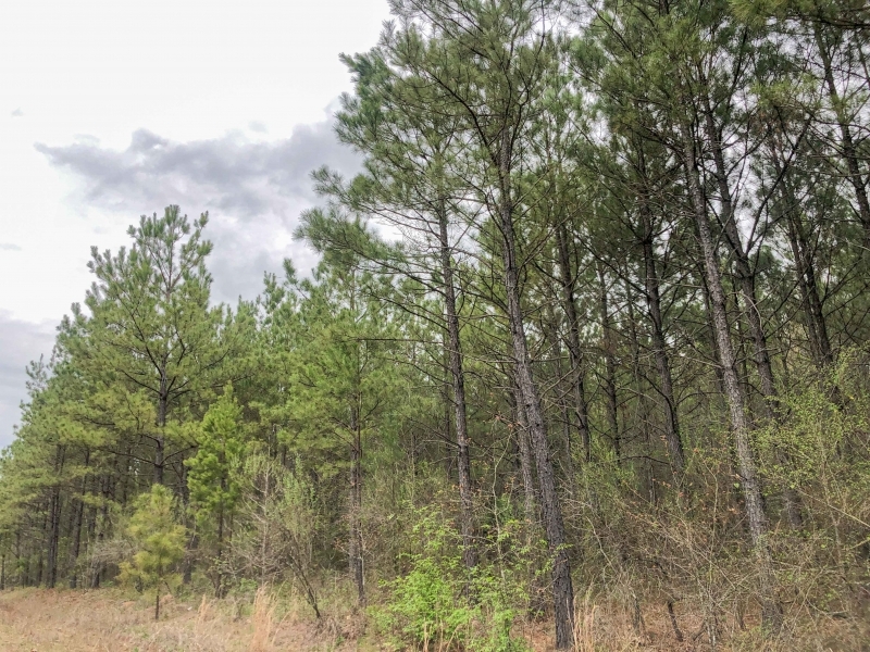 124 Acres &nbsp; CR 4308 &nbsp; Tract 1004 featured image