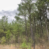 155 Acres &nbsp; CR 4308 &nbsp; Tract 1004 images 3