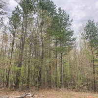 155 Acres &nbsp; CR 4308 &nbsp; Tract 1004 images 5