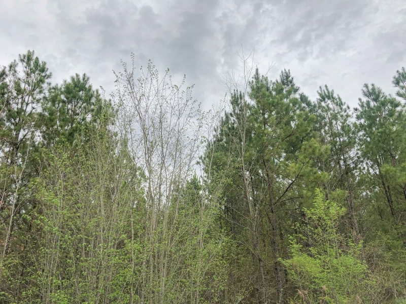 181 Acres &nbsp; CR 4308 &nbsp; Tract 1004 featured image