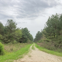 236 Acres &nbsp; CR 4290 &nbsp; Tract 1004 images 2