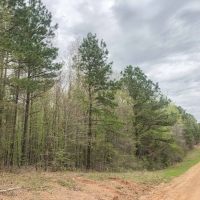 274 Acres &nbsp; CR 4308 &nbsp; Tract 1004