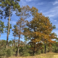 24 Acres &nbsp; New Waterwood Tr 6 images 6