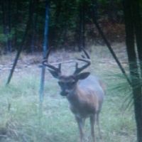 Deer, Turkey, Hog and Duck Lease with Year Round Access on 3500+ Acres