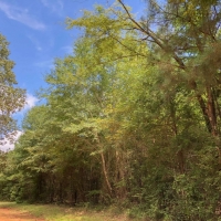 10 Acres &nbsp; CR 4223 images 5