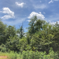 10 Acres &nbsp; CR 4223 images 6