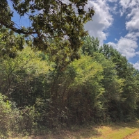 27 Acres Tr B &nbsp; CR 4223 images 3