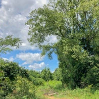 27 Acres Tr B &nbsp; CR 4223 images 6