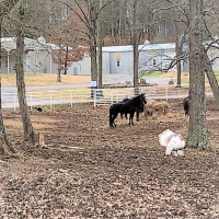 THE MAIN GAIT FARM images 3